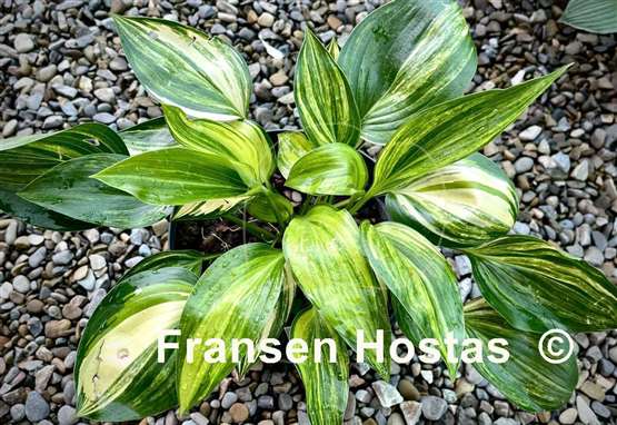 Hosta Oil Paint